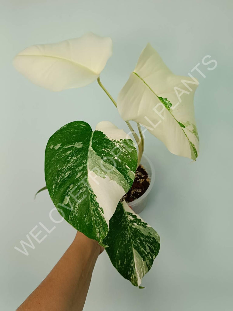 Monstera variegata albo extra white