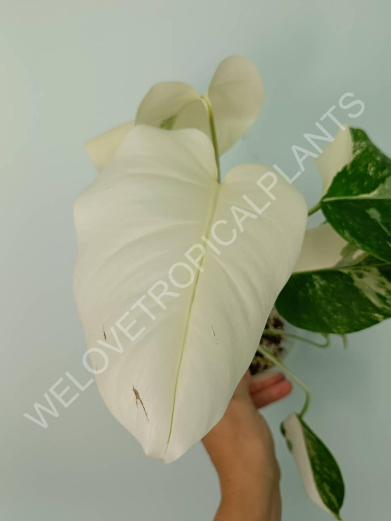 Monstera variegata albo extra white