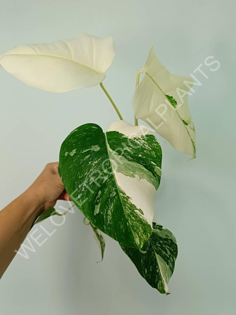 Monstera variegata albo extra white