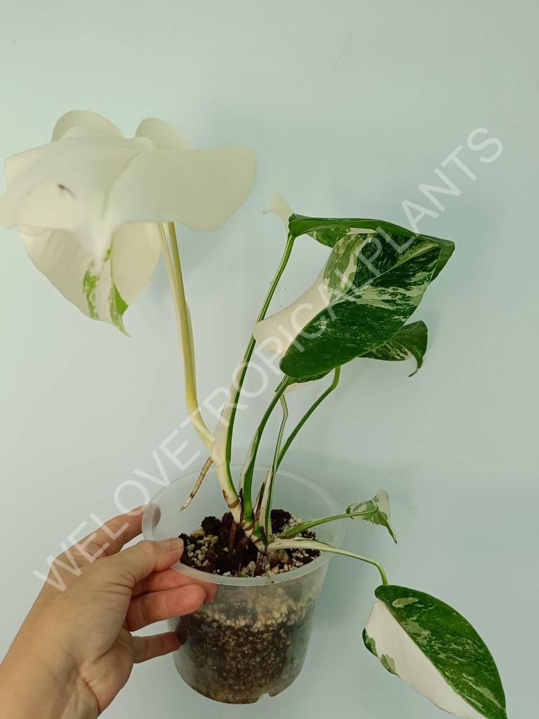 Monstera variegata albo extra white