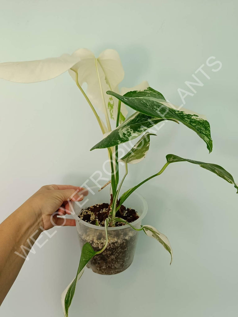 Monstera variegata albo extra white