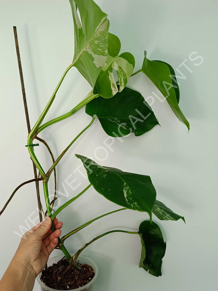 Monstera variegata albo