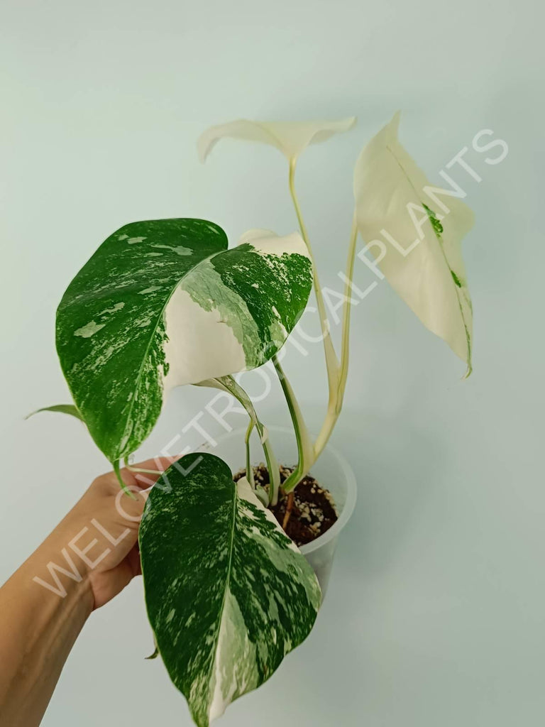 Monstera variegata albo extra white