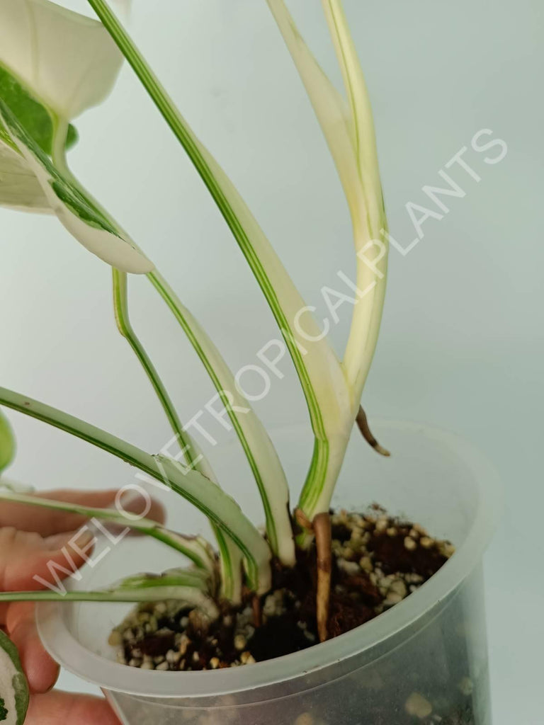 Monstera variegata albo extra white