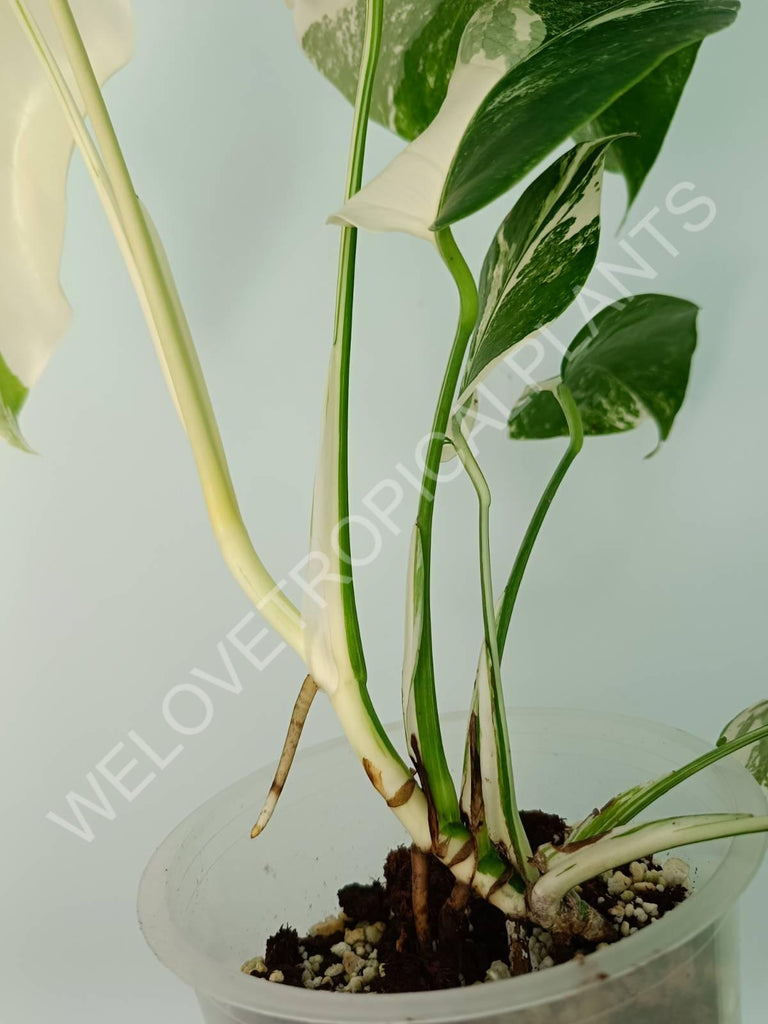 Monstera variegata albo extra white