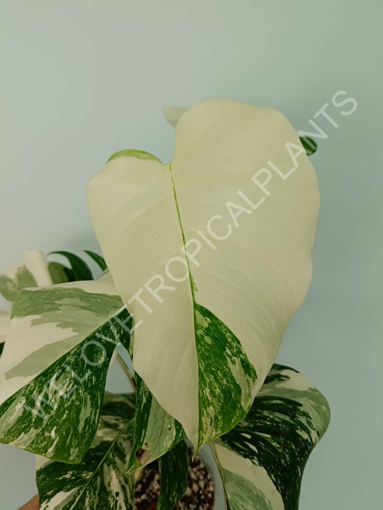 Monstera variegata albo extra white