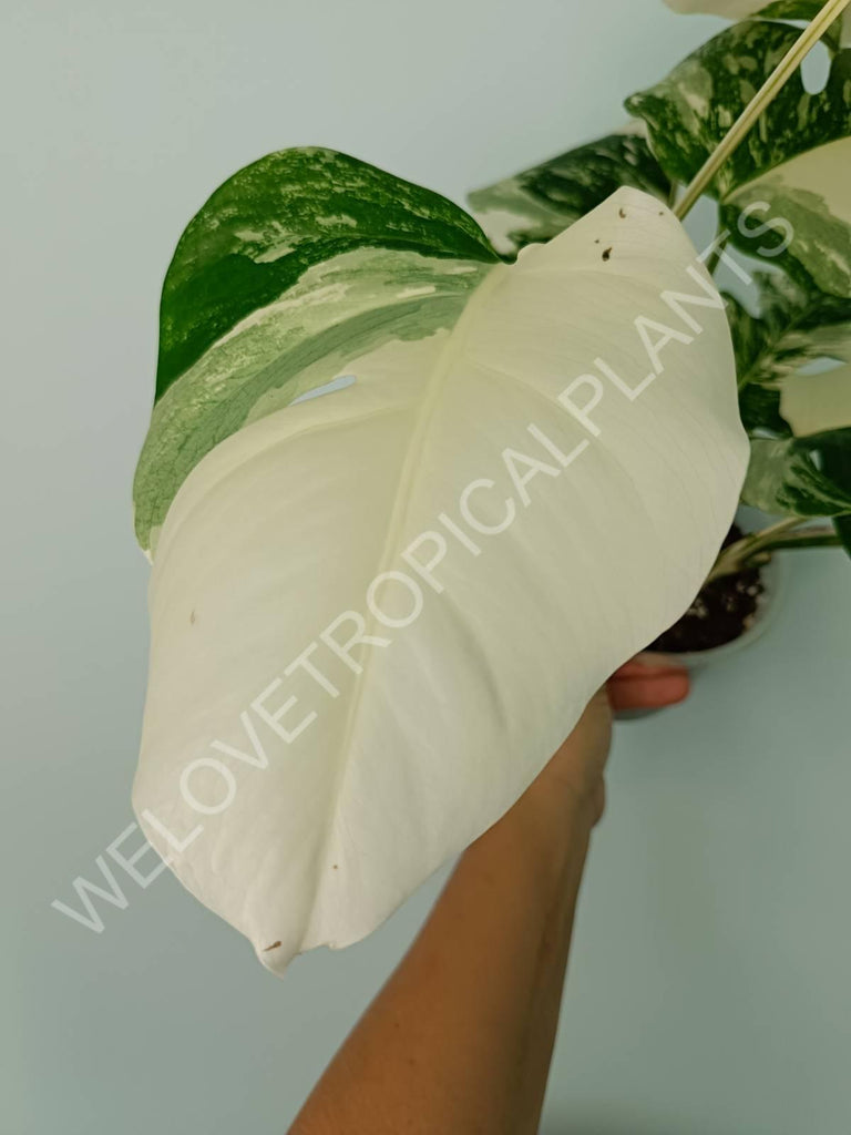 Monstera variegata albo extra white