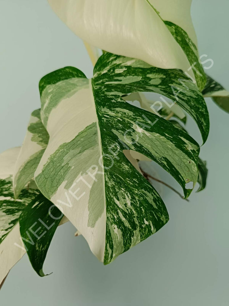 Monstera variegata albo extra white