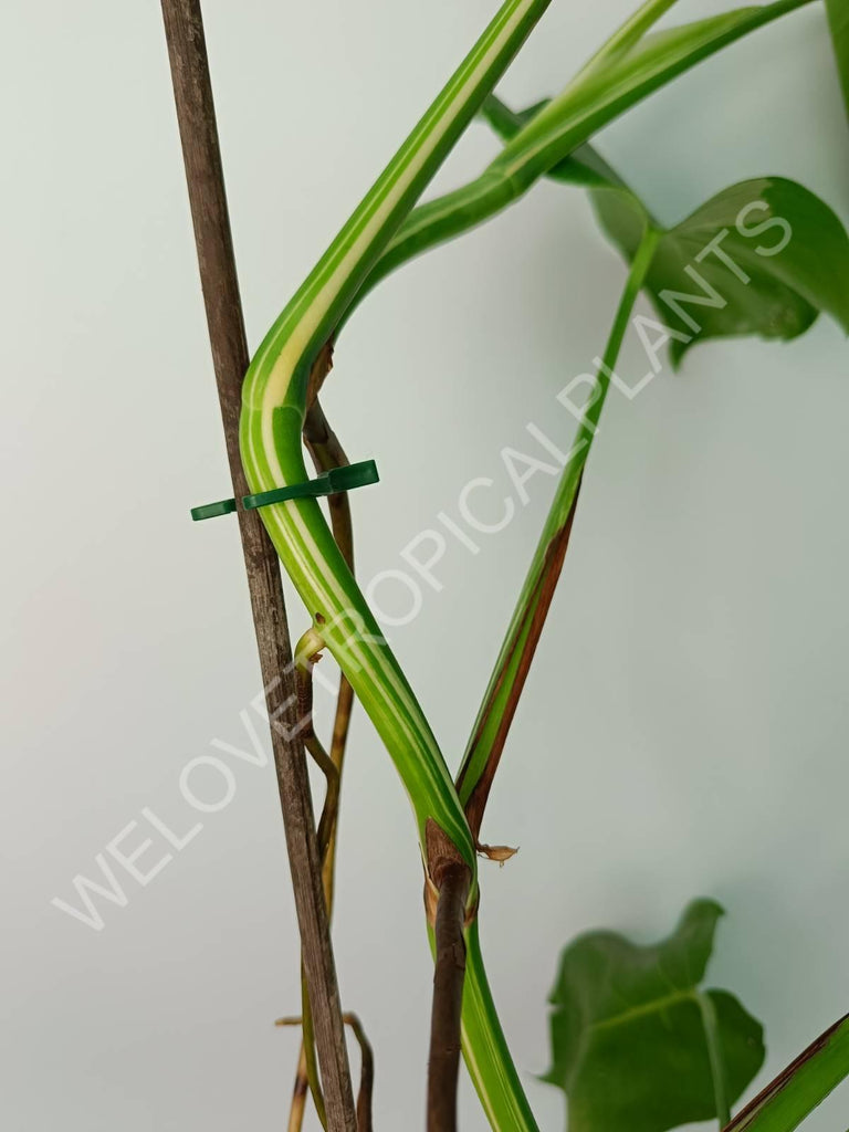 Monstera variegata albo