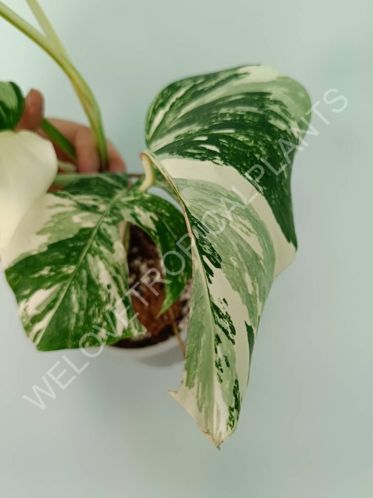 Monstera variegata albo extra white