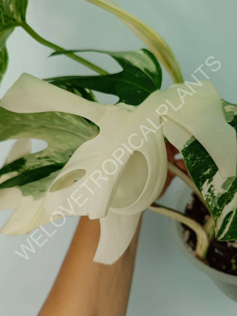 Monstera variegata albo extra white