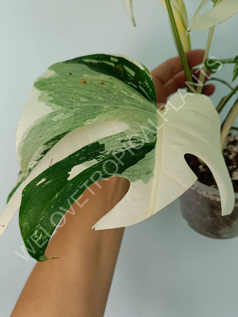 Monstera variegata albo extra white