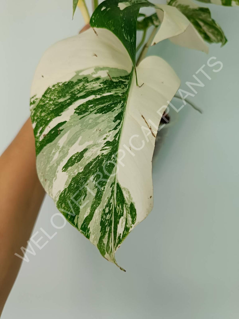 Monstera variegata albo extra white