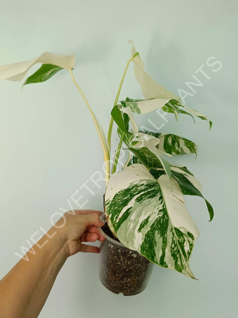 Monstera variegata albo extra white