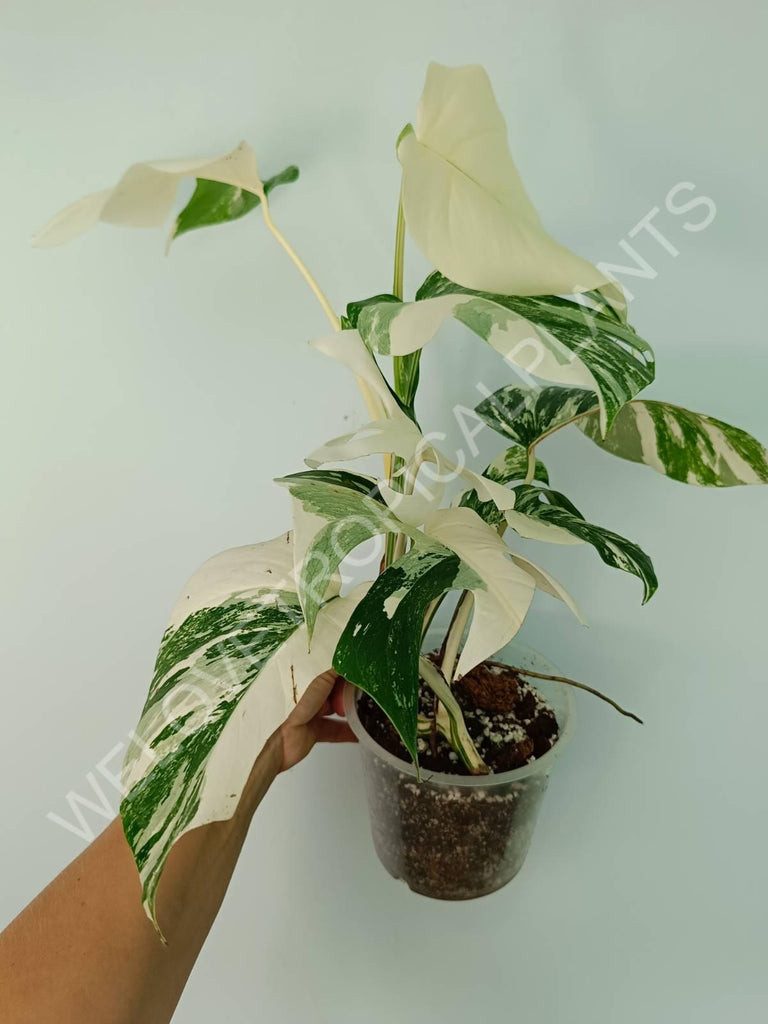 Monstera variegata albo extra white