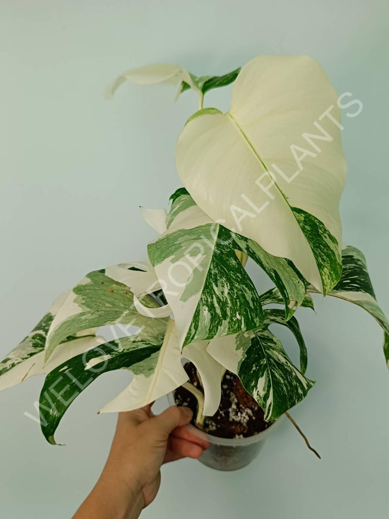 Monstera variegata albo extra white