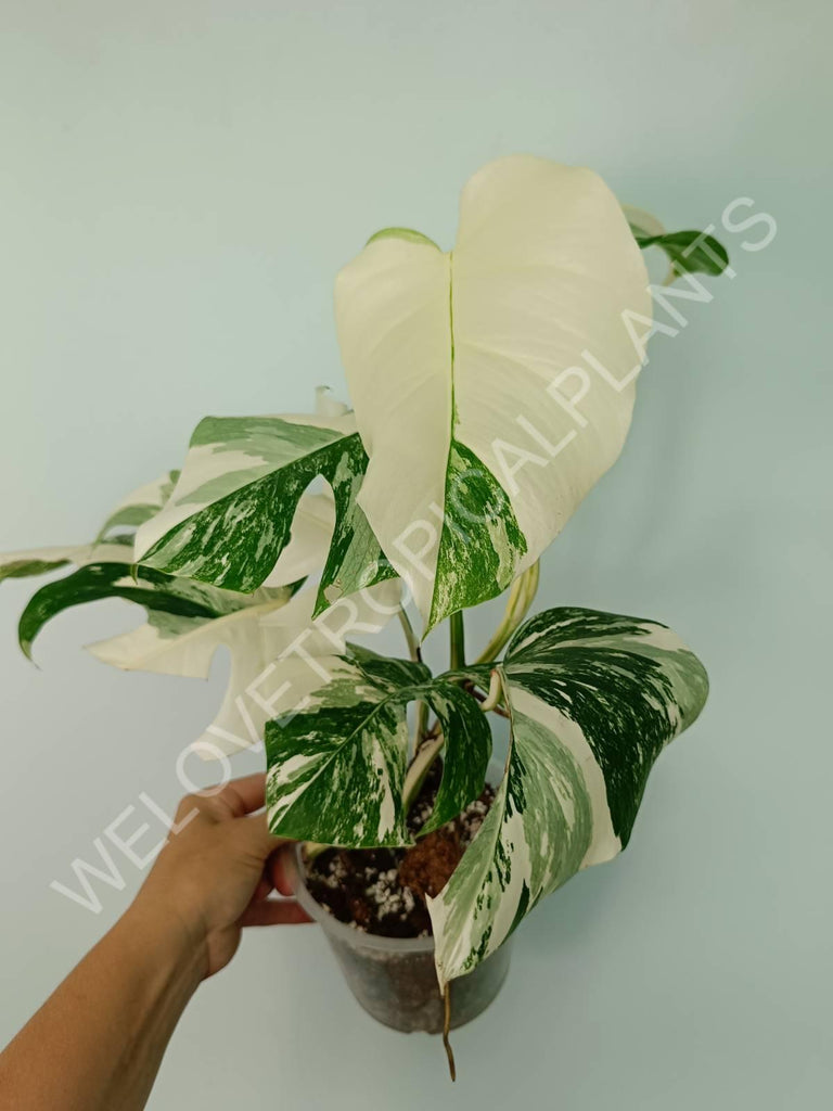 Monstera variegata albo extra white