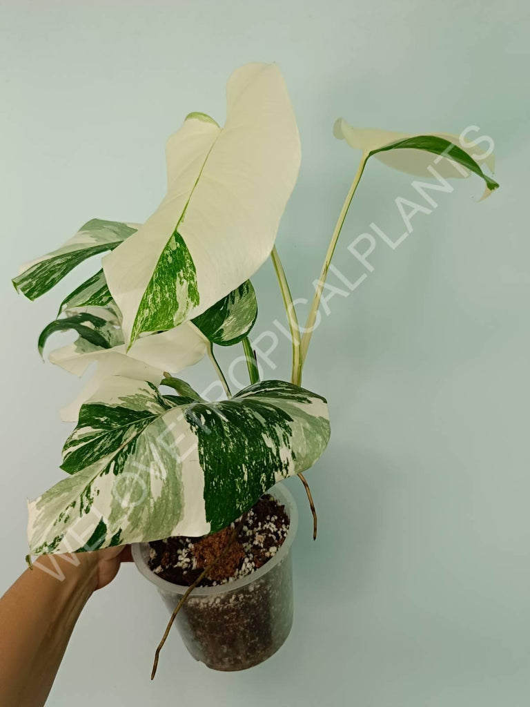 Monstera variegata albo extra white