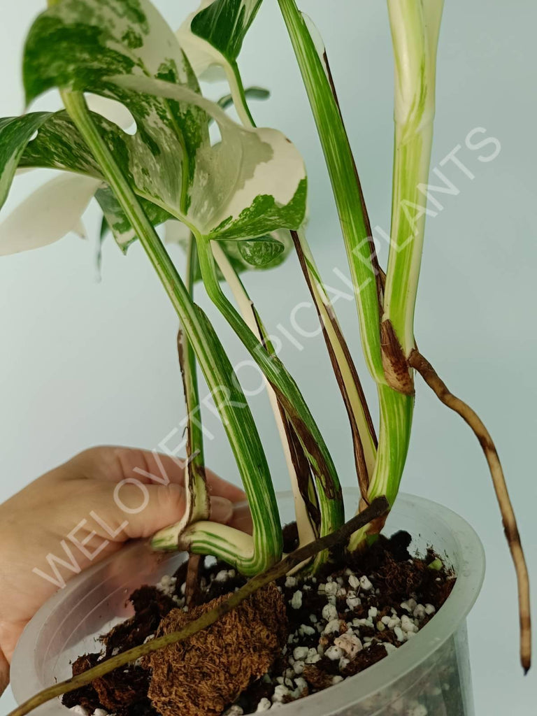 Monstera variegata albo extra white