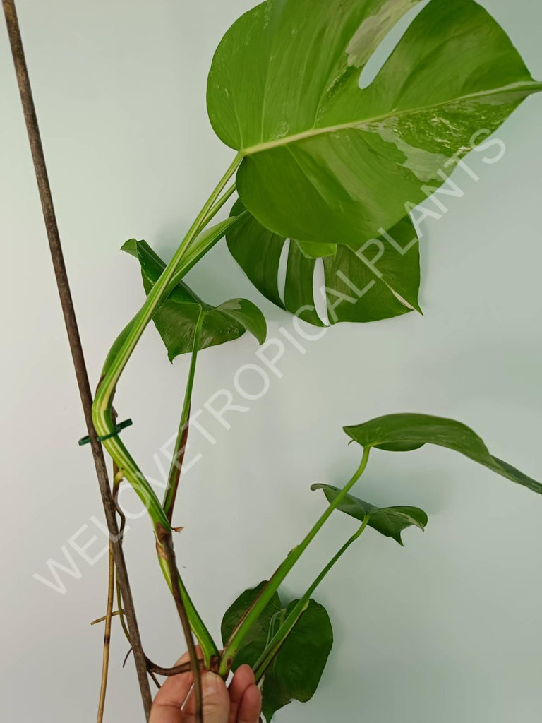 Monstera variegata albo