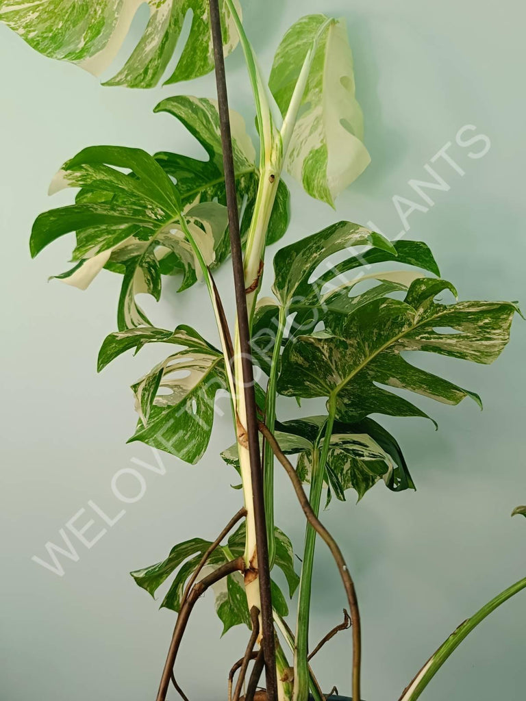 Monstera variegata albo