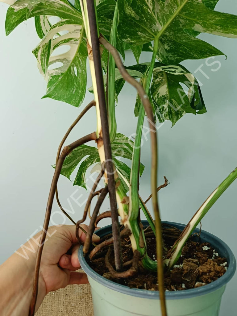 Monstera variegata albo