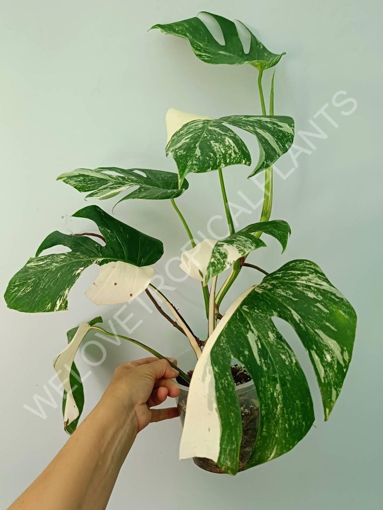 Monstera variegata albo