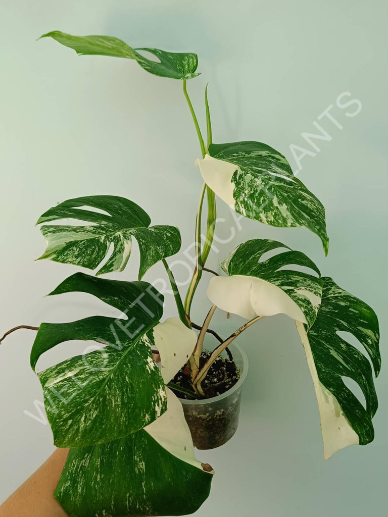 Monstera variegata albo