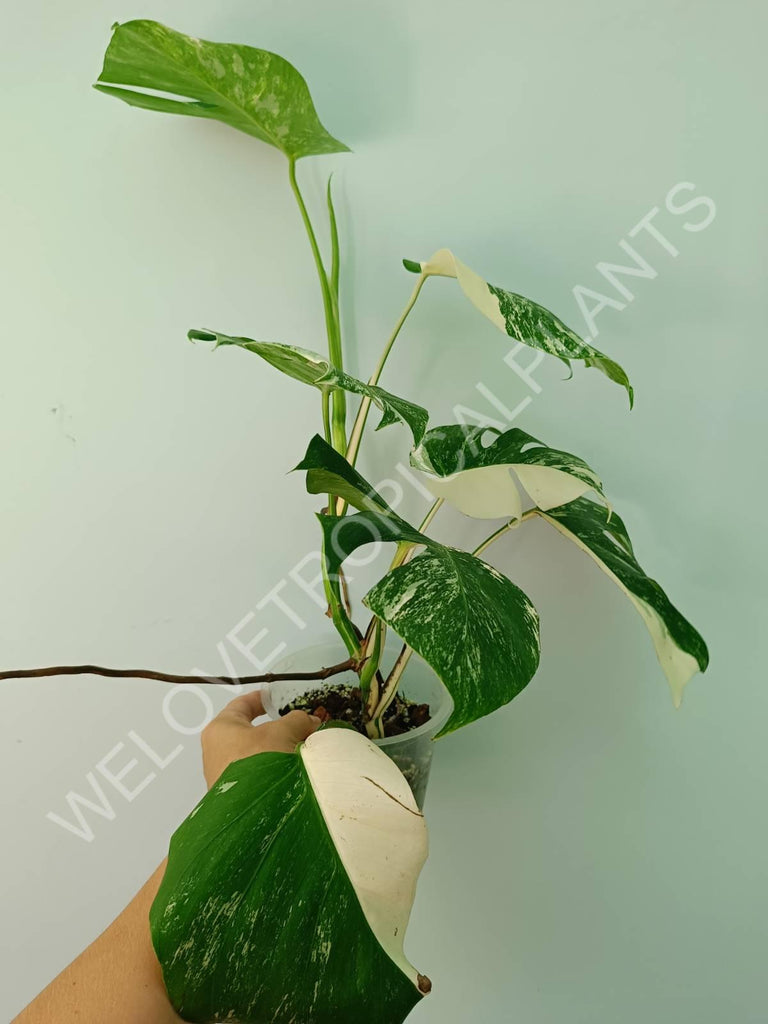 Monstera variegata albo