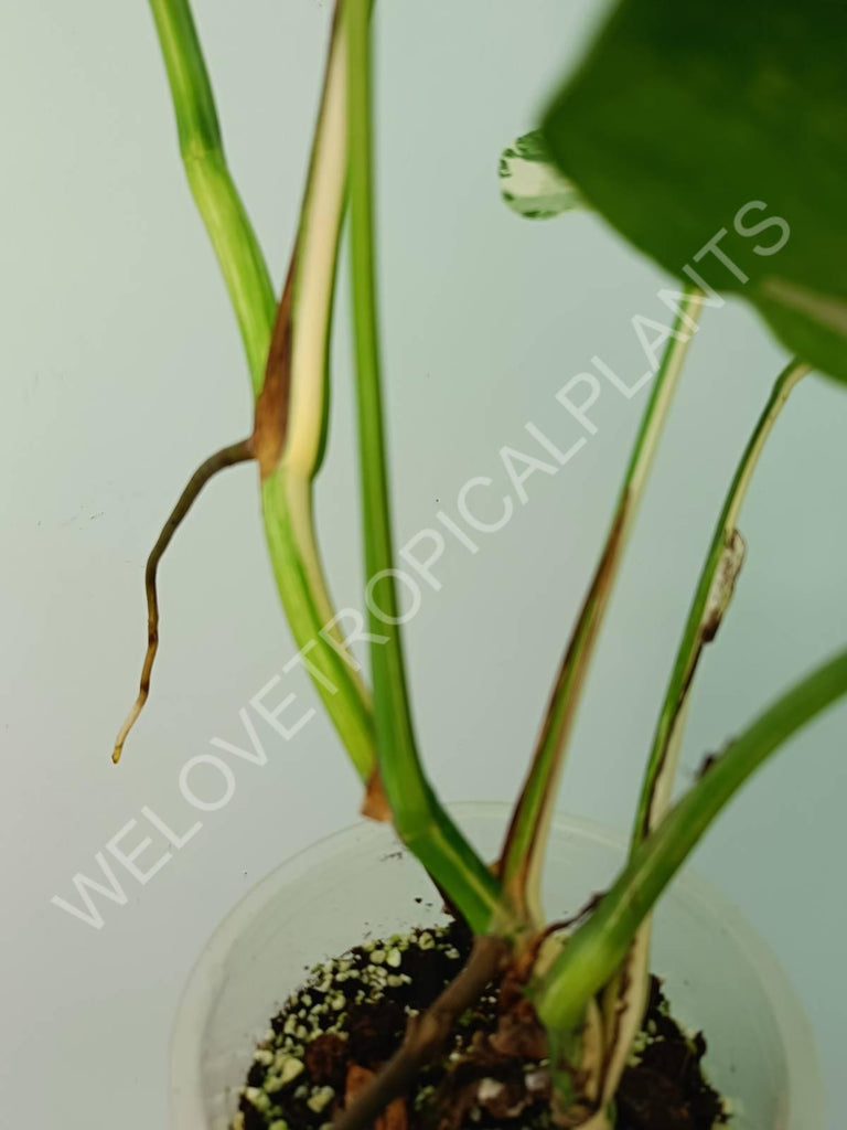 Monstera variegata albo