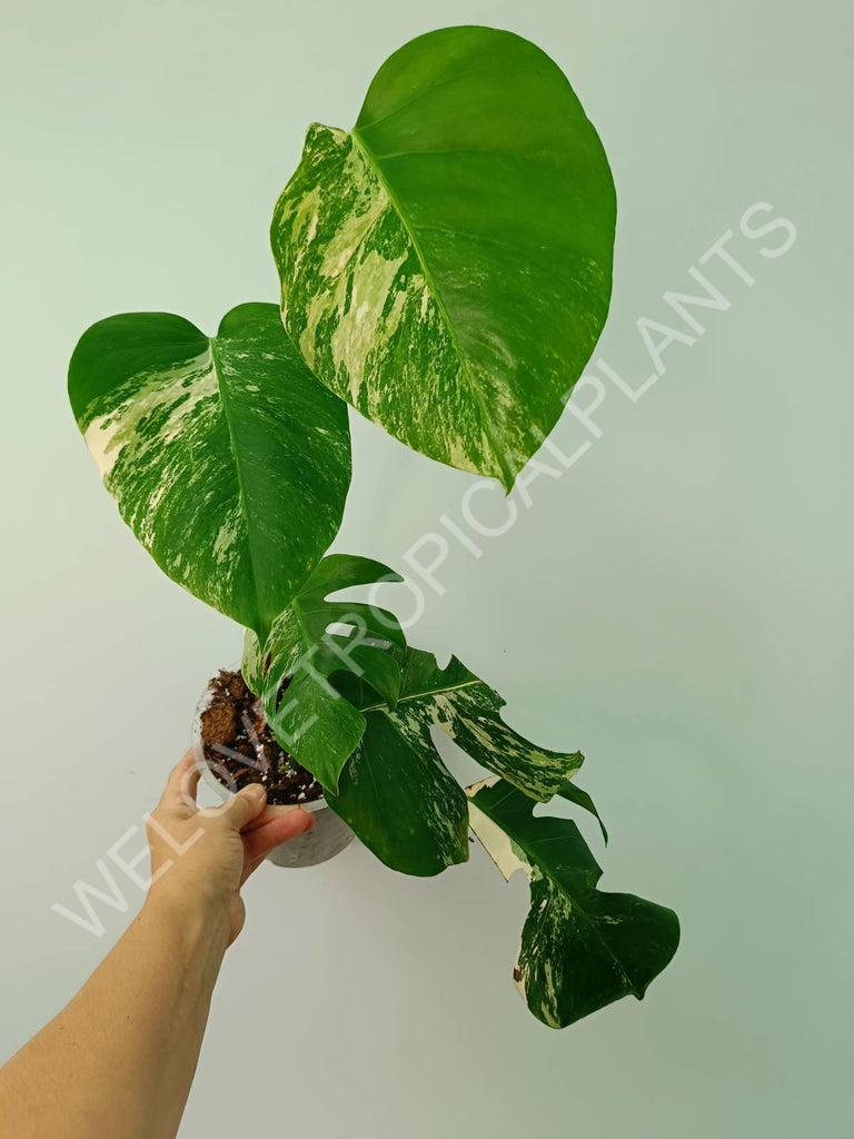 Monstera variegata albo