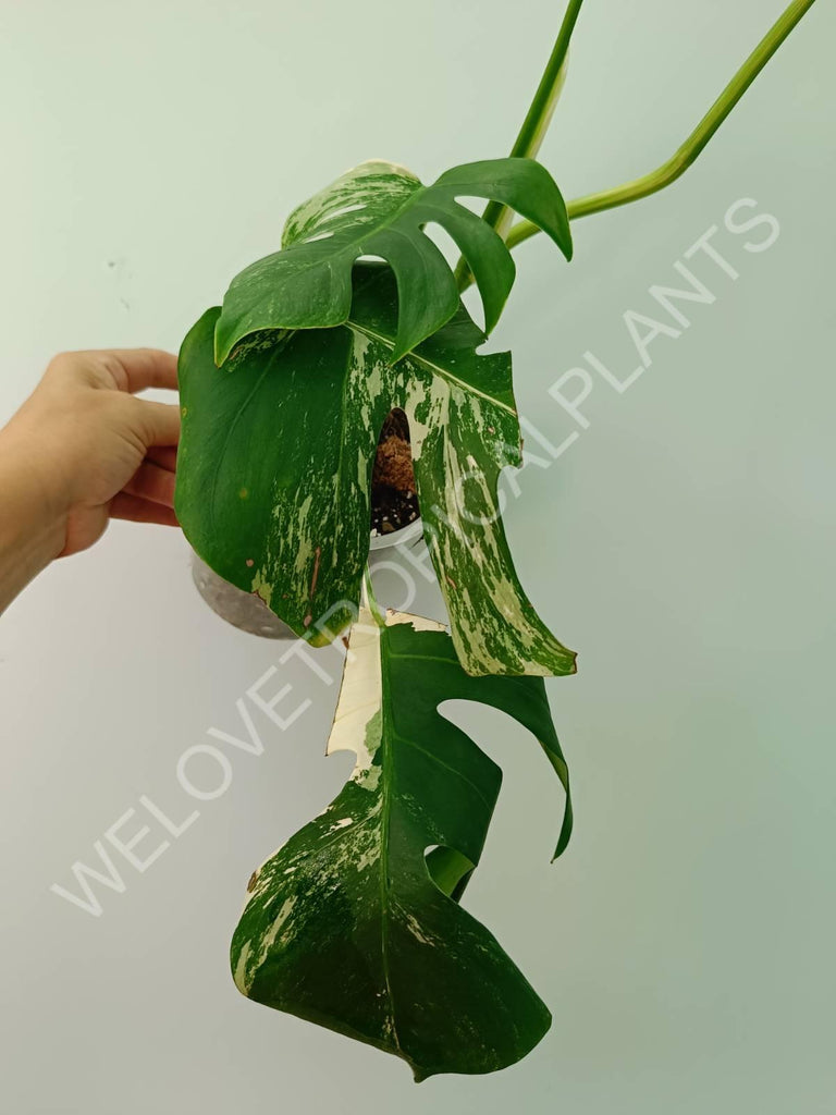 Monstera variegata albo