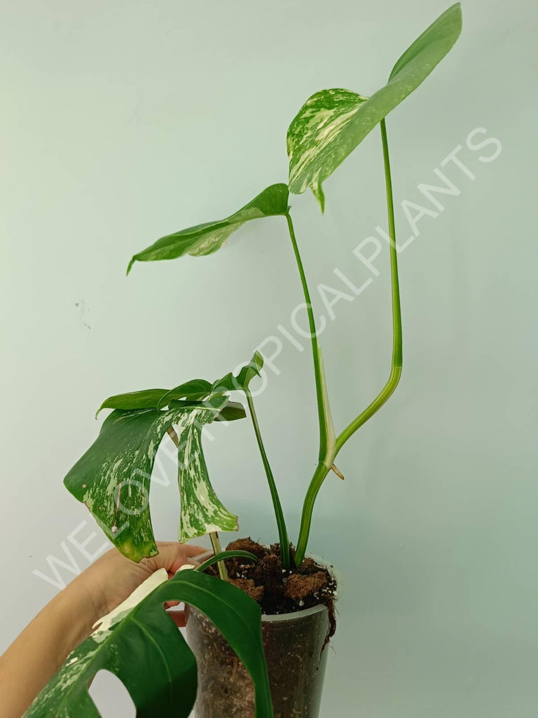 Monstera variegata albo