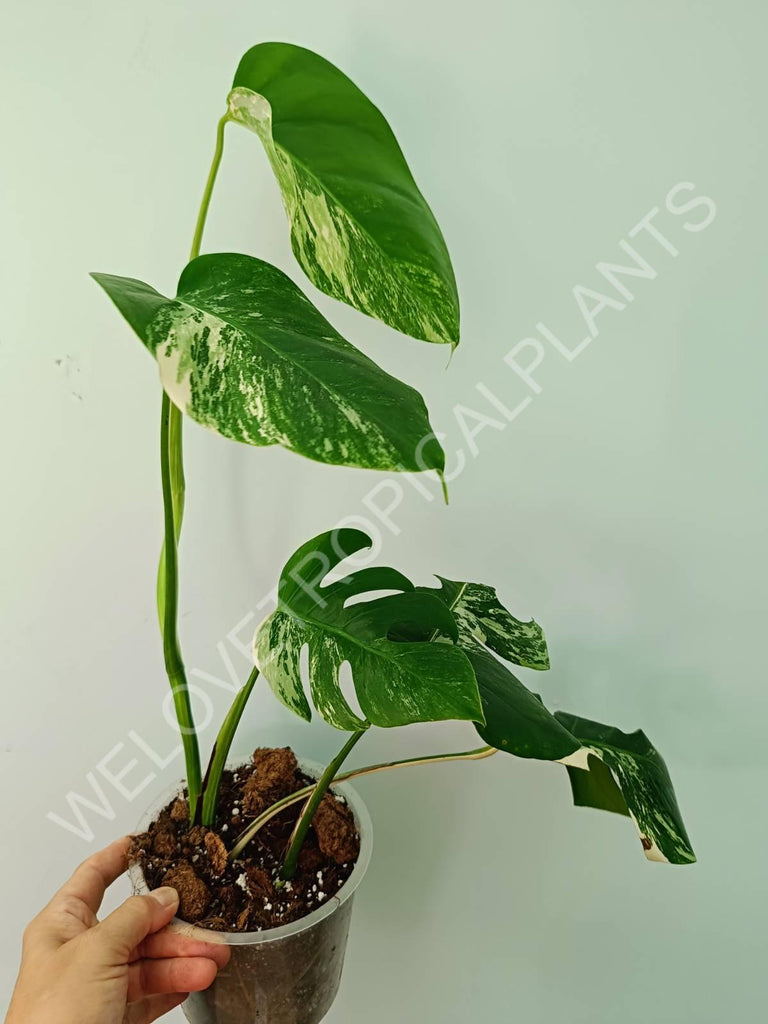 Monstera variegata albo