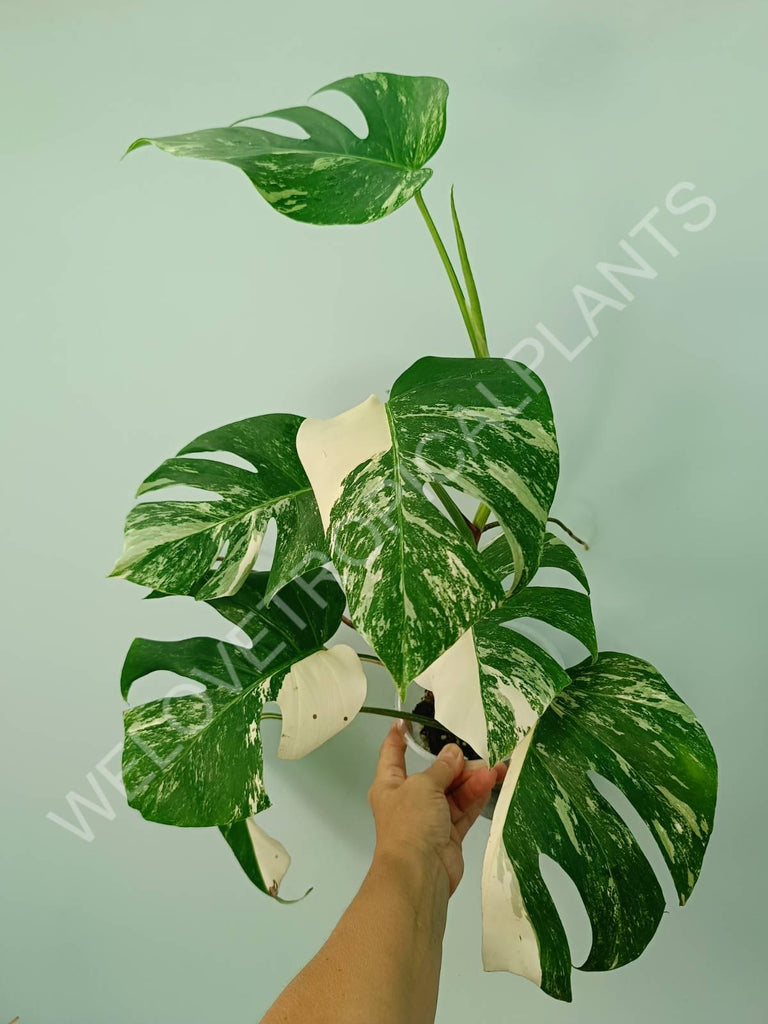 Monstera variegata albo