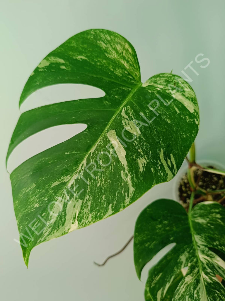 Monstera variegata albo