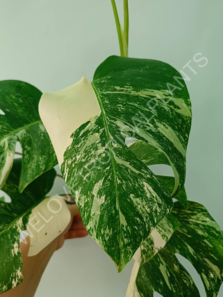 Monstera variegata albo