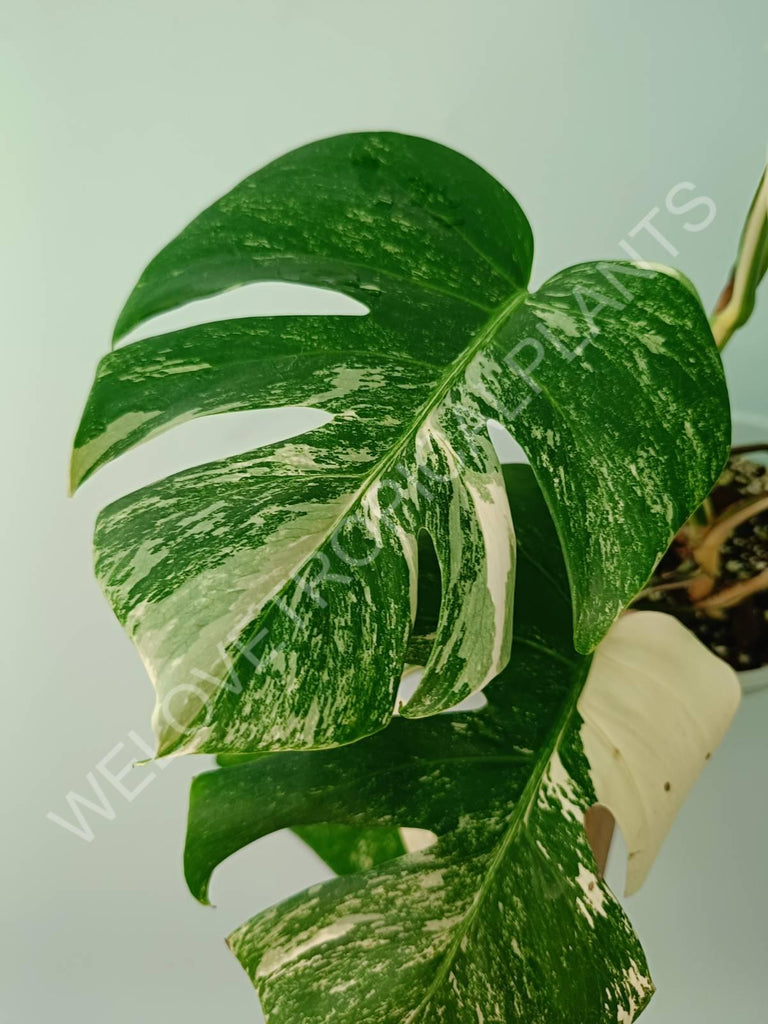 Monstera variegata albo