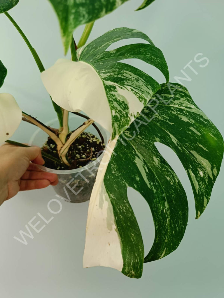 Monstera variegata albo