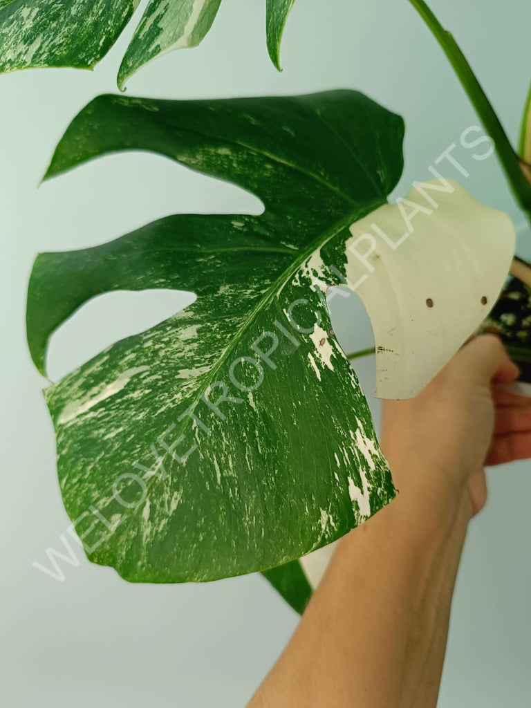 Monstera variegata albo