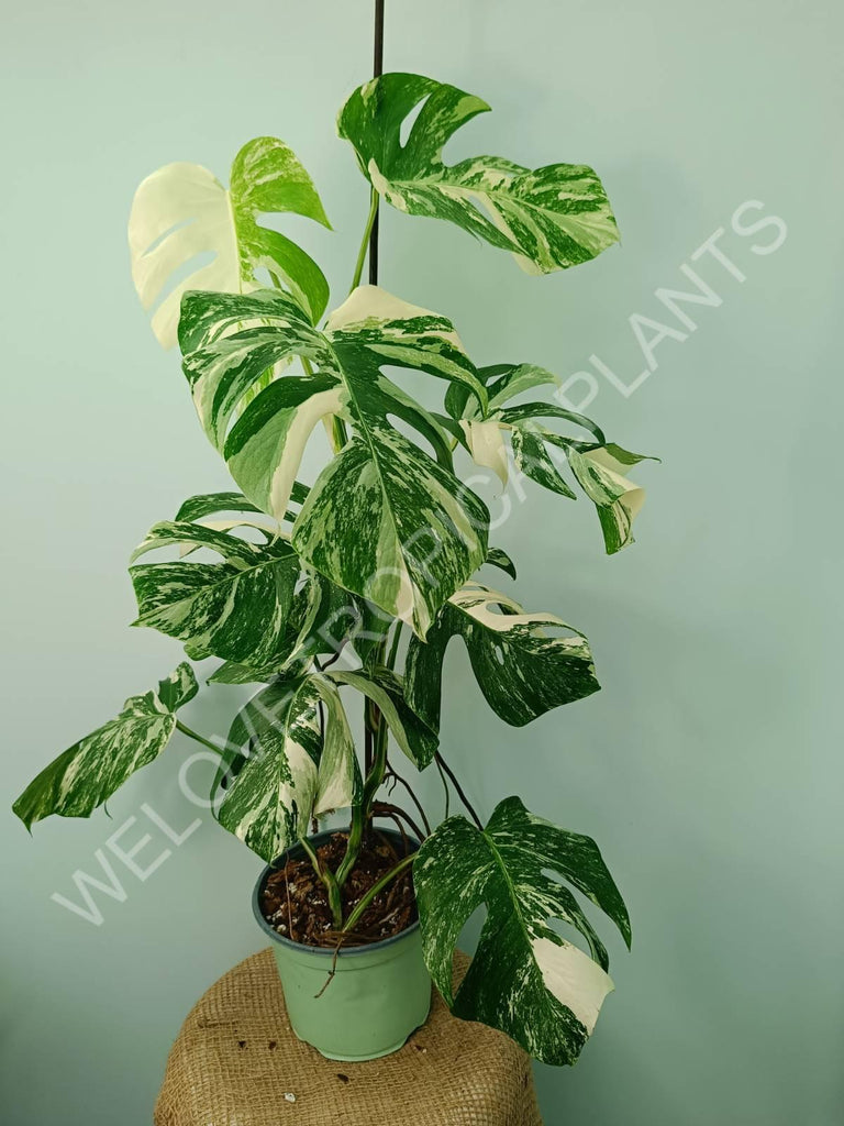 Monstera variegata albo