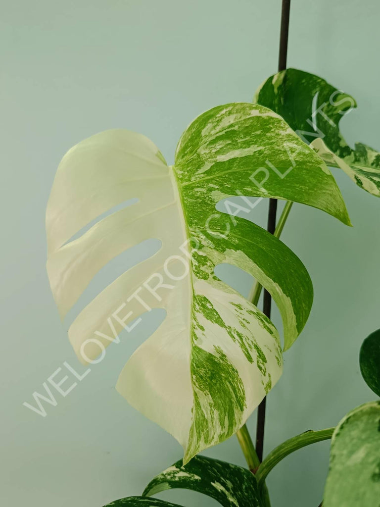 Monstera variegata albo