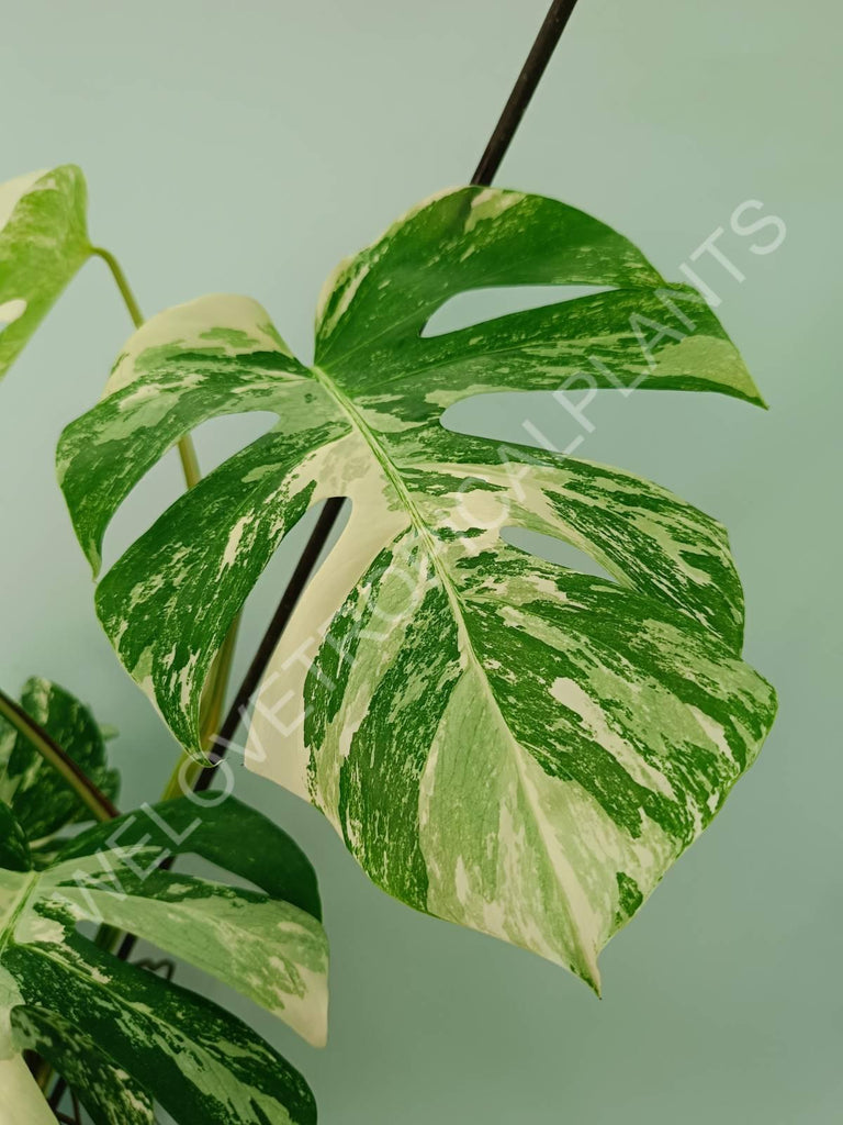 Monstera variegata albo