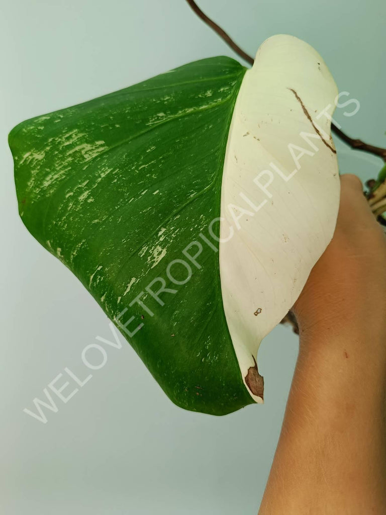 Monstera variegata albo