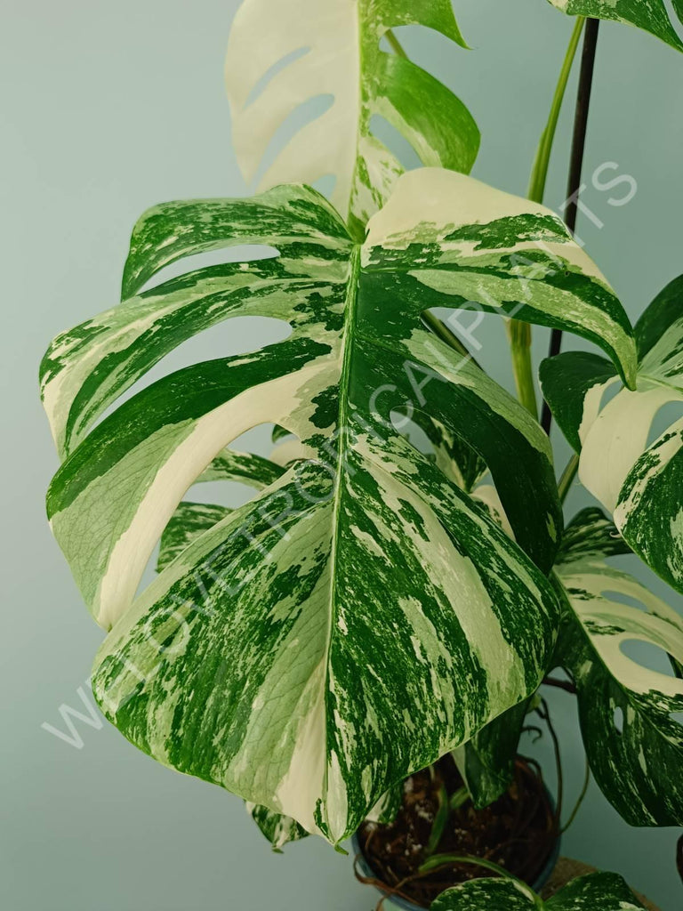 Monstera variegata albo