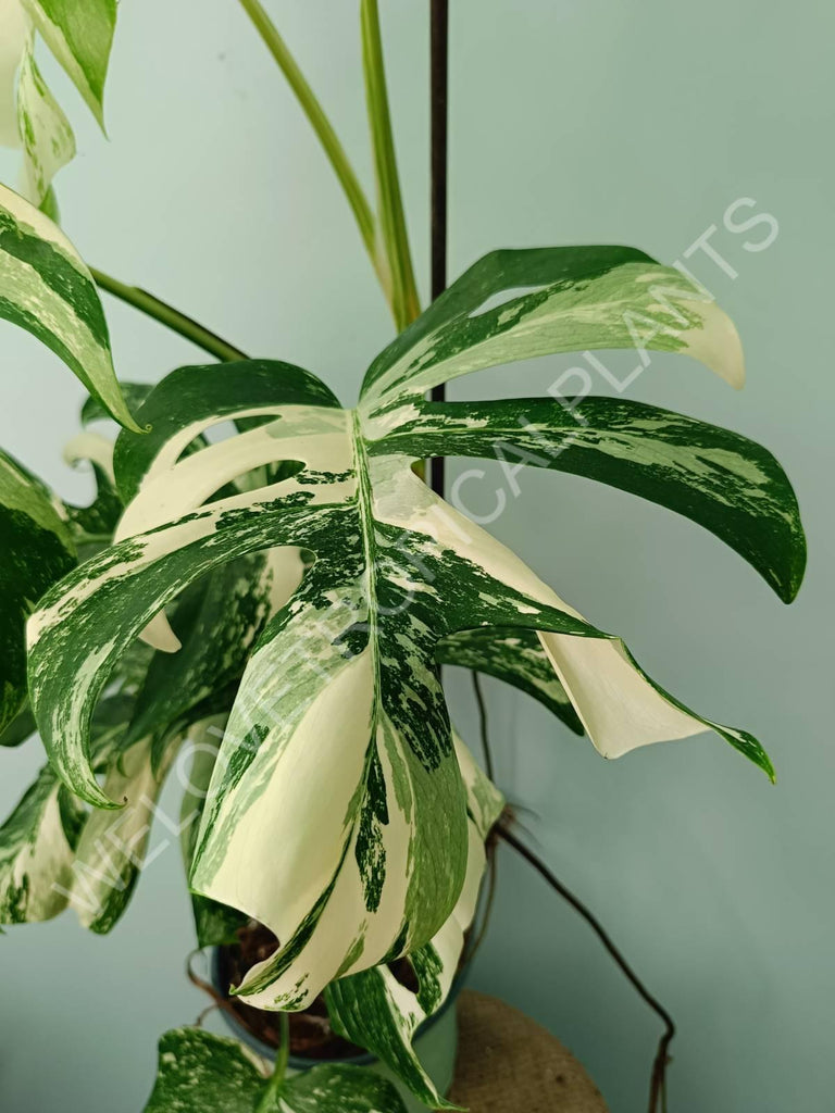 Monstera variegata albo