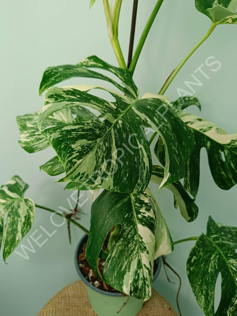 Monstera variegata albo