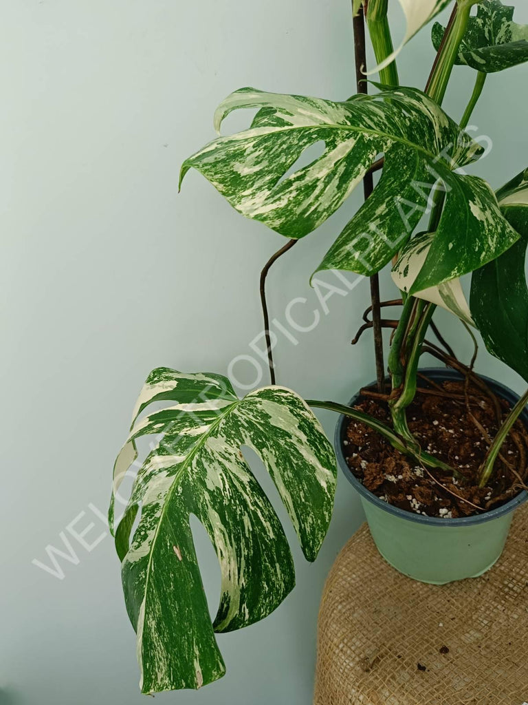 Monstera variegata albo