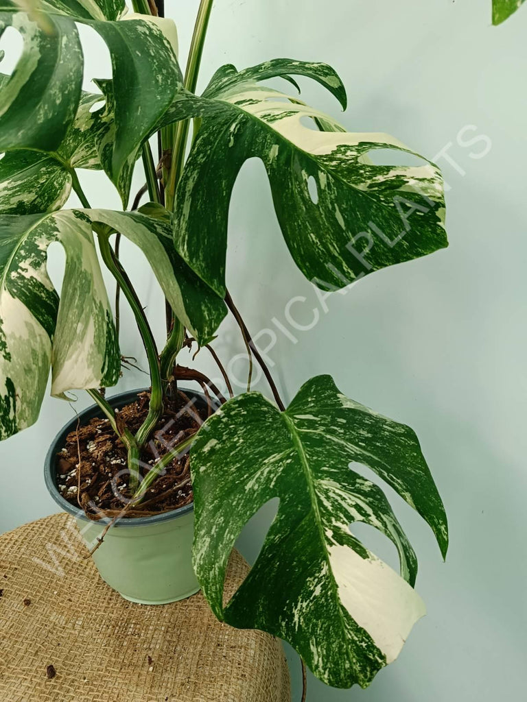 Monstera variegata albo