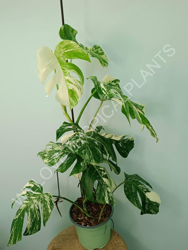 Monstera variegata albo